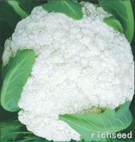 Ruisong 88 (Cauliflower)