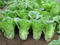 Sanfu Fast Cabbage